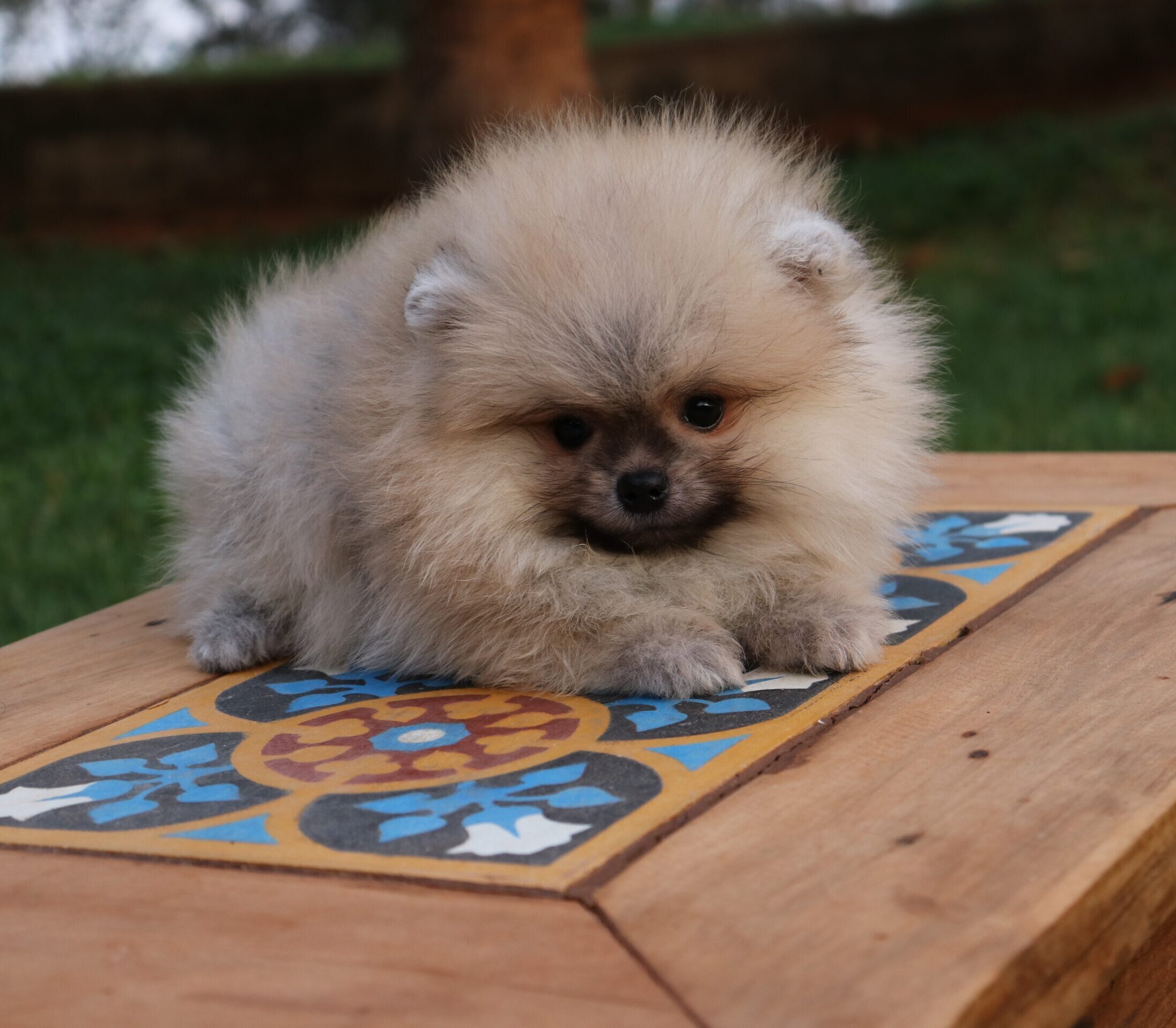 Lulu da Pomerânia - Spitz Alemão Creme Sable